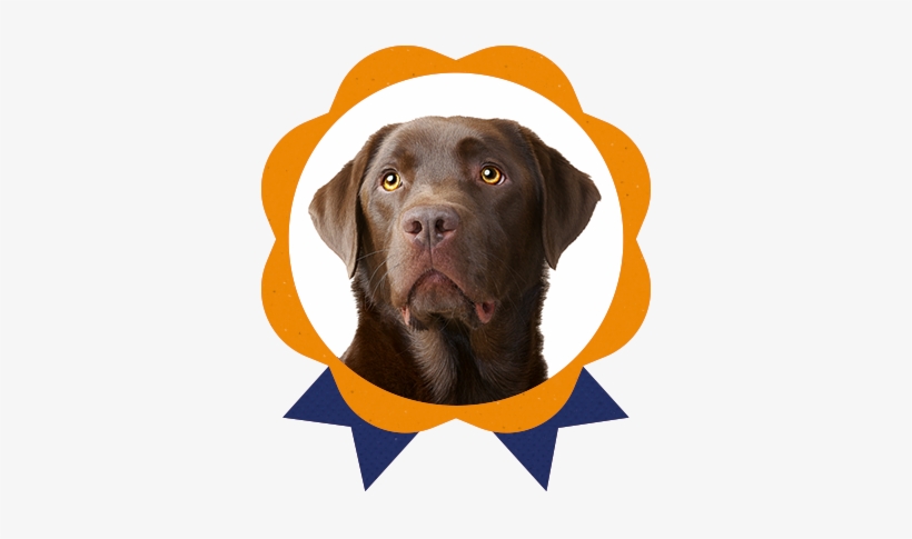 Most Common In Dogs Take Action Against - Dog Catches Something, transparent png download