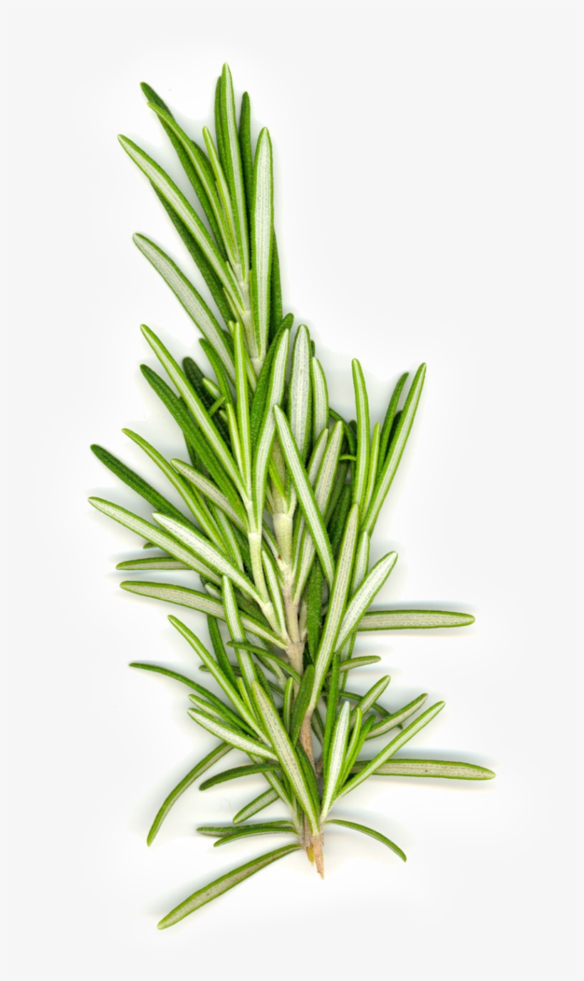 Doterra Rosemary Benefits, transparent png download