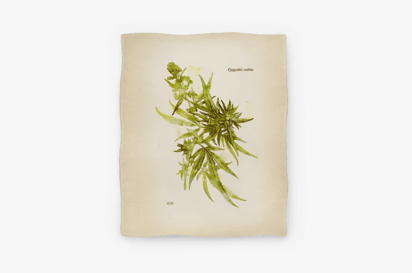 Cannabis Botanical Illustration Blanket - Cannabis Botanical Illustration, transparent png download