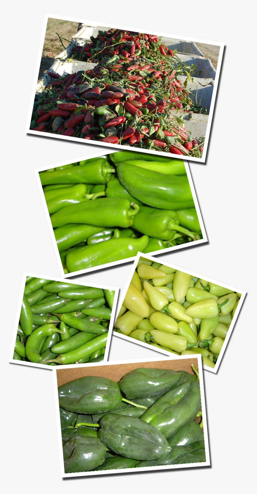 Productsides-peppers - Peppers, transparent png download