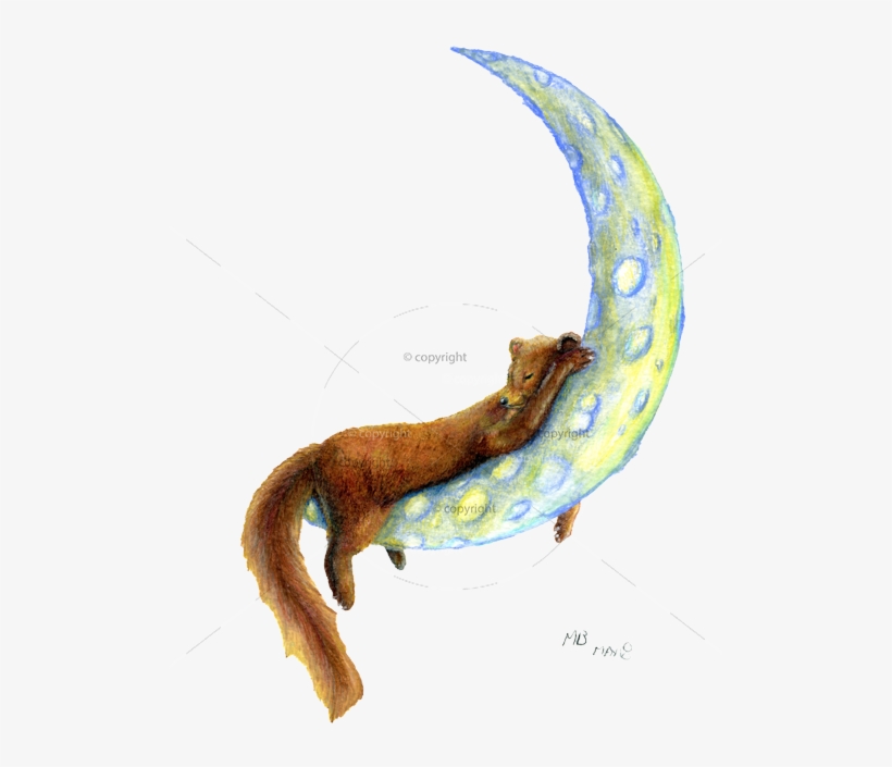 Sleeping Pine Marten On Crescent Moon, In Watercolour - Drawing, transparent png download