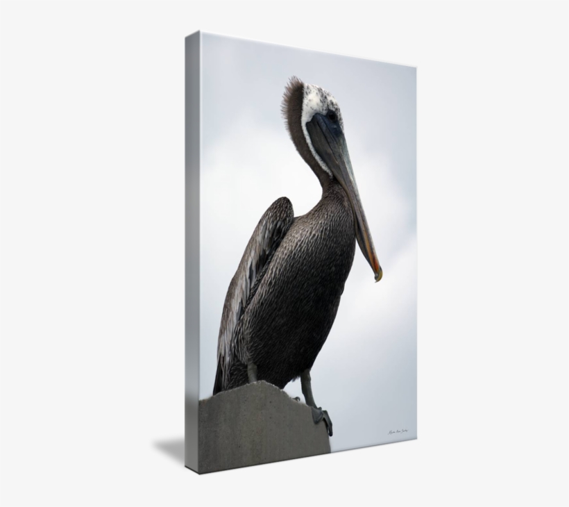 "majestic Pelican Photography Ar" By Martha Ann Sanchez - Brown Pelican, transparent png download