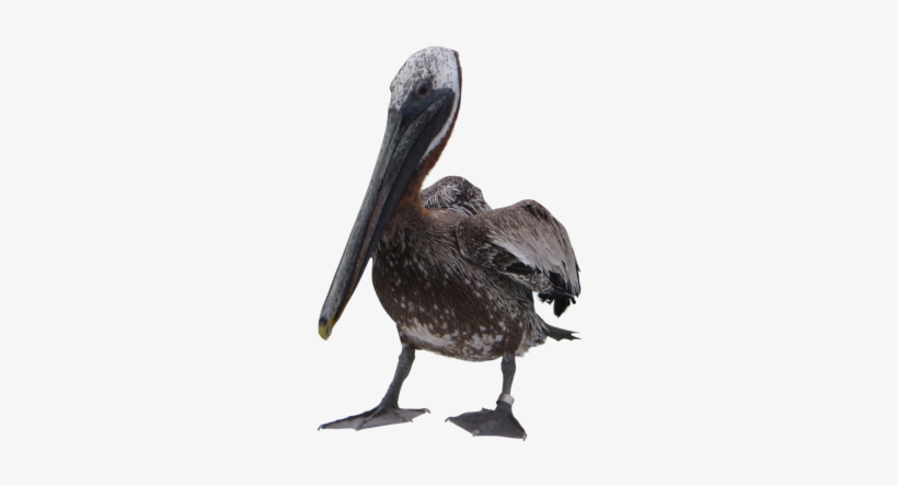 Pelican Png File - Pelican Png, transparent png download