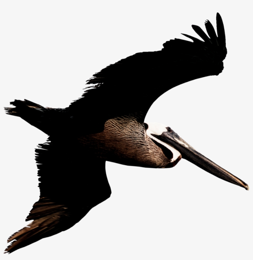 Pelican Png Transparent Image - Brown Pelican Png, transparent png download