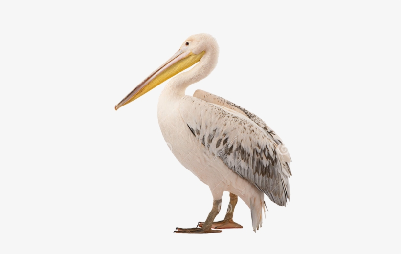 White Pelican Png Photo - Pelican White Background, transparent png download
