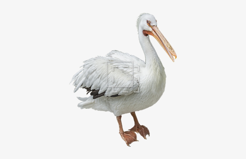 White Pelican Png Image - Portable Network Graphics, transparent png download