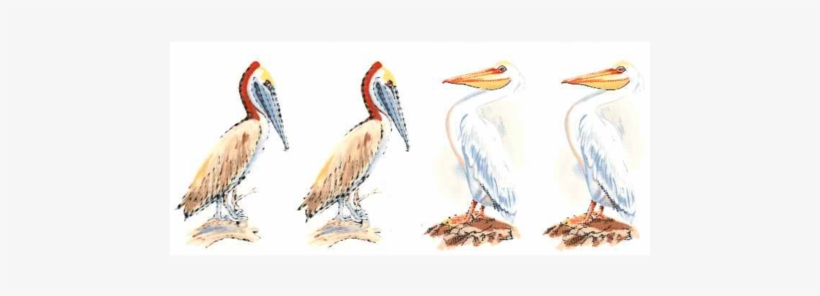 Pelican Brown & American White Item - Decal, transparent png download