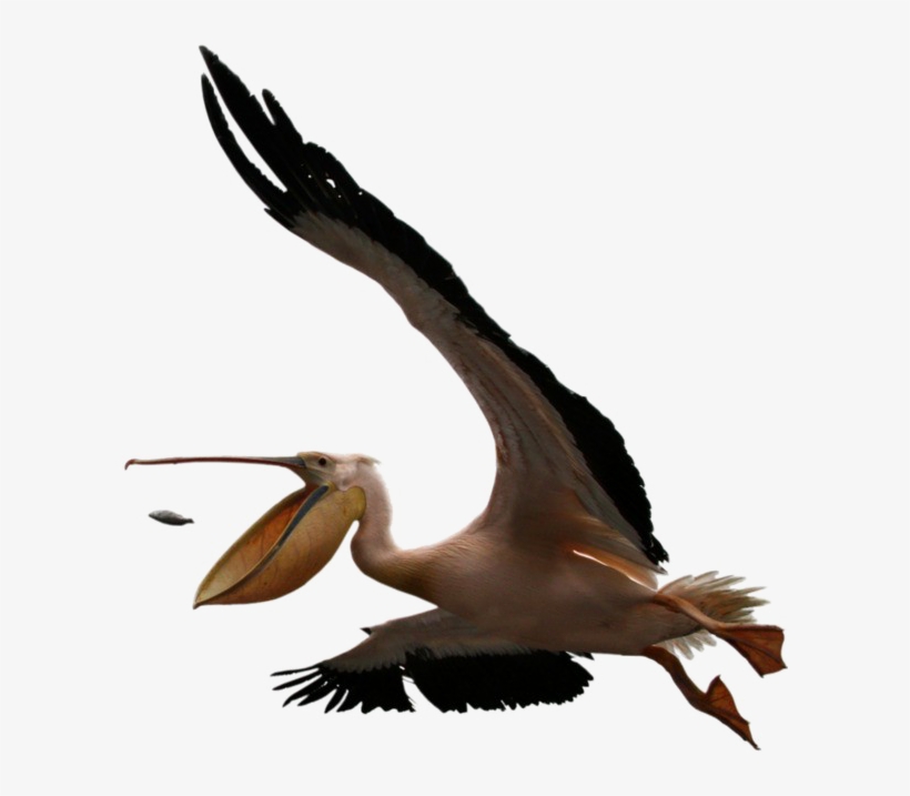 Pelican Png Clipart - Photographer Mark W Moffett, transparent png download