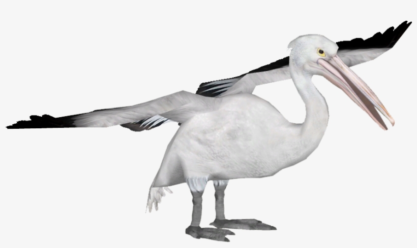Pelicanaustralian Tamara Henson - Australian Pelican Transparent, transparent png download