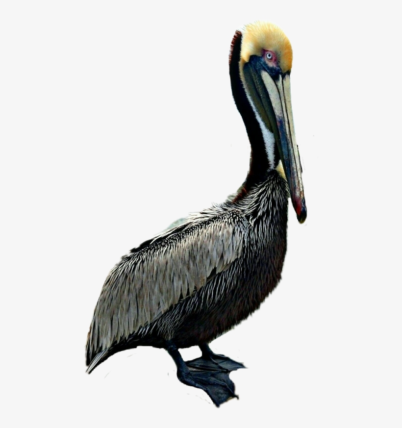Brown Pelican, transparent png download