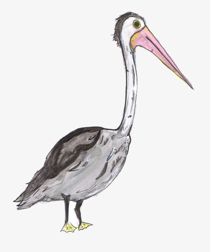 P - Pelican - Stork, transparent png download