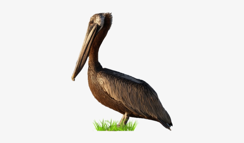 Brown Pelican, transparent png download