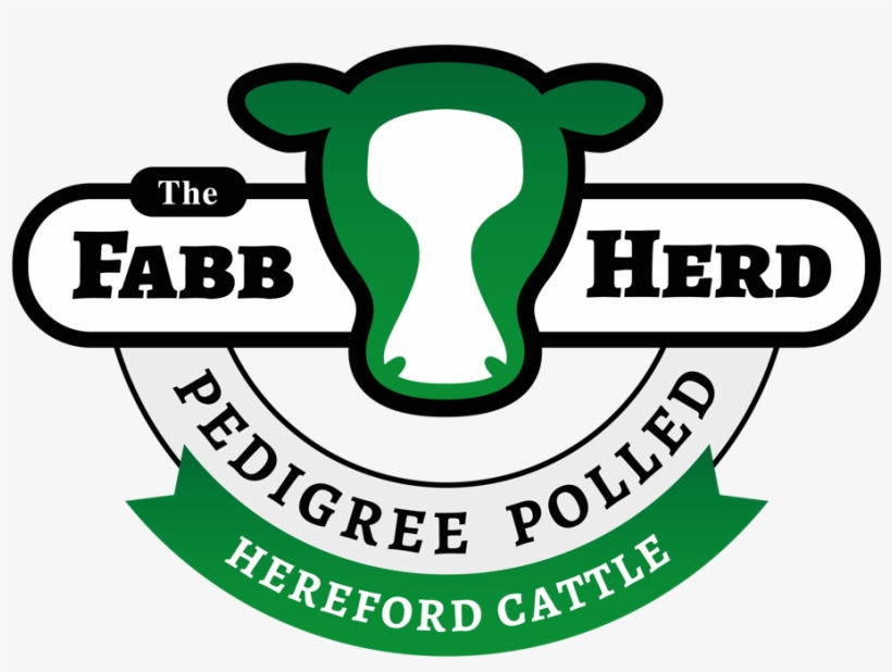Pedigree Polled Hereford Cattle For Sale Uk - Hereford Cattle, transparent png download