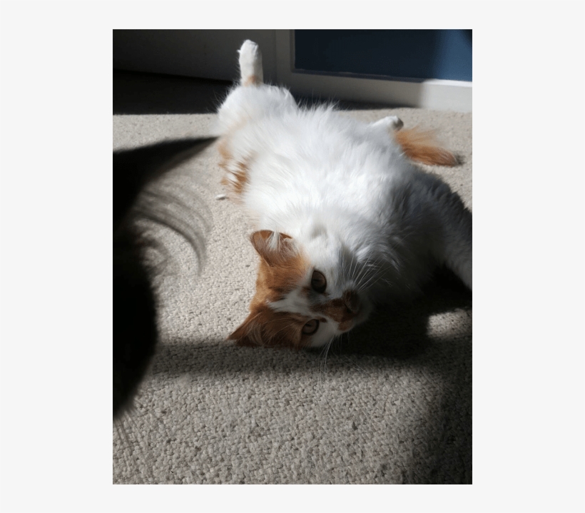 Photo Of Jack Nicholson - Domestic Long-haired Cat, transparent png download