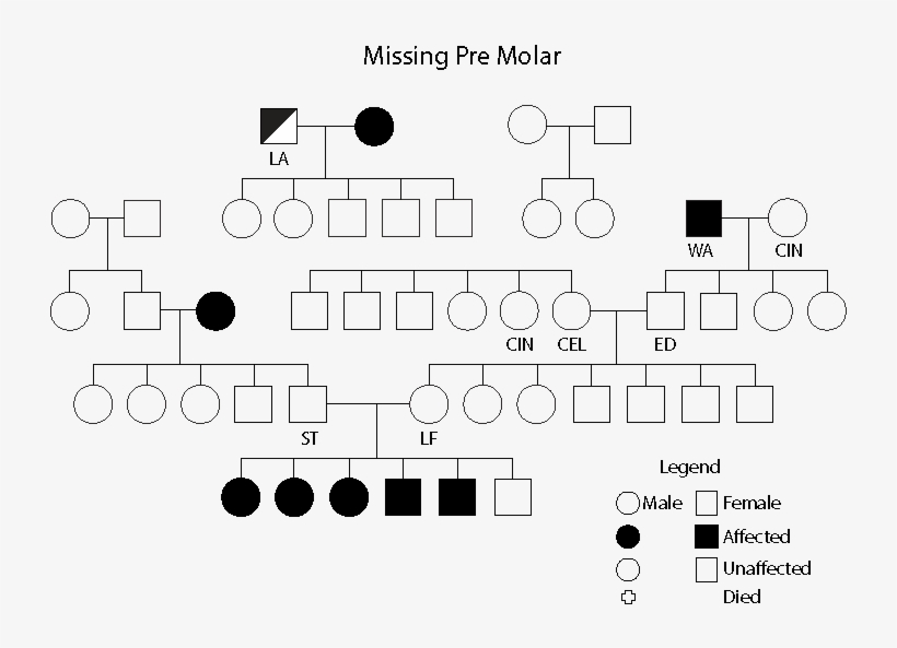 Figure 3 Missing Pre Molor - Diagram, transparent png download