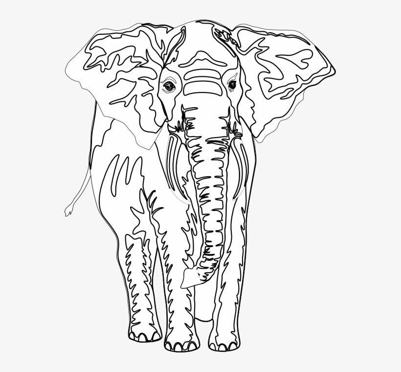 Artfavor Elephant Black White Line Art 555px - Elephant Black White, transparent png download