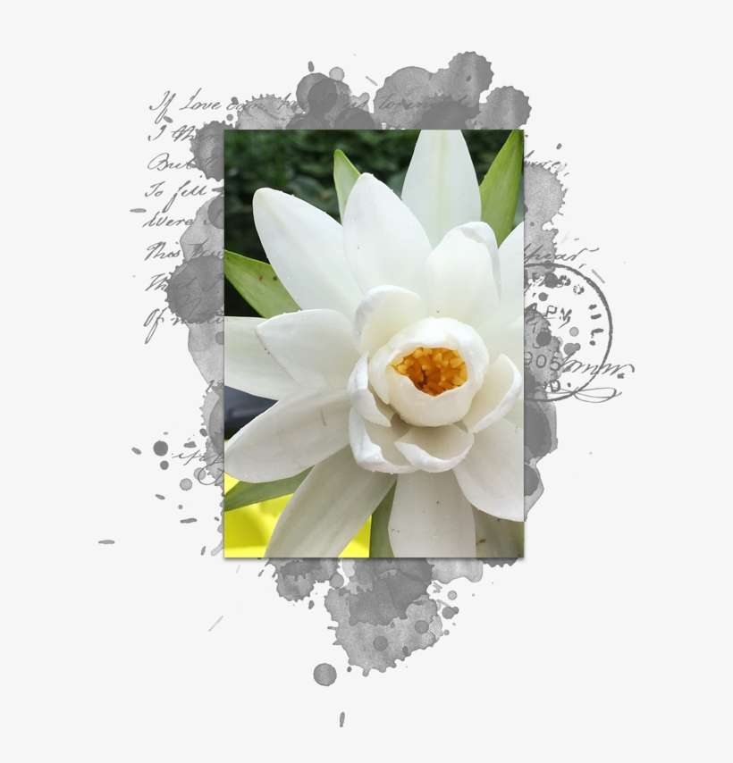 In The Menu Bar, Choose Layer > Create Clipping Mask - Sacred Lotus, transparent png download