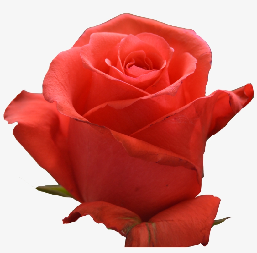 Coral Reef Rose Rockstar PNG Image Transparent PNG Free Download on