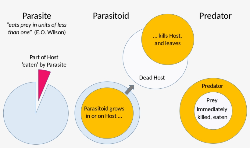 Open - Predators Parasites And Parasitoids, transparent png download