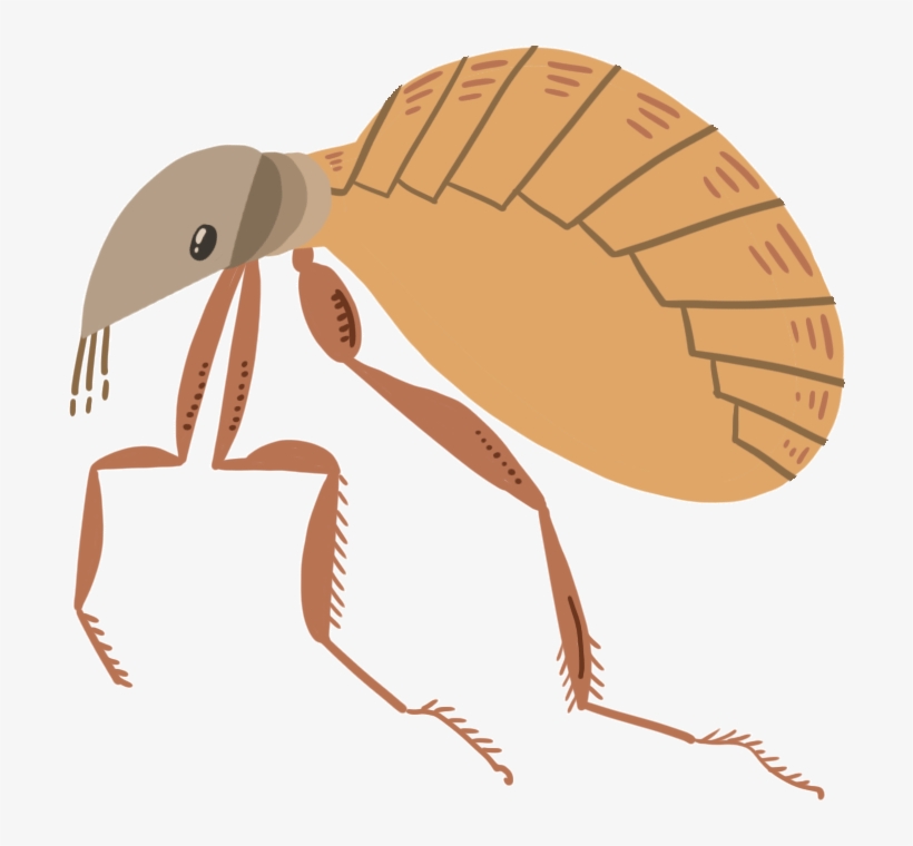 Food Poisoning Causes - Net-winged Insects, transparent png download