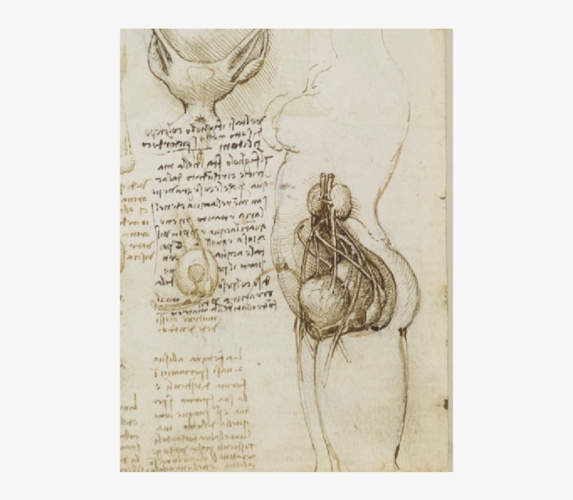 History Of Art Research Seminar - Female Reproductive System Da Vinci, transparent png download