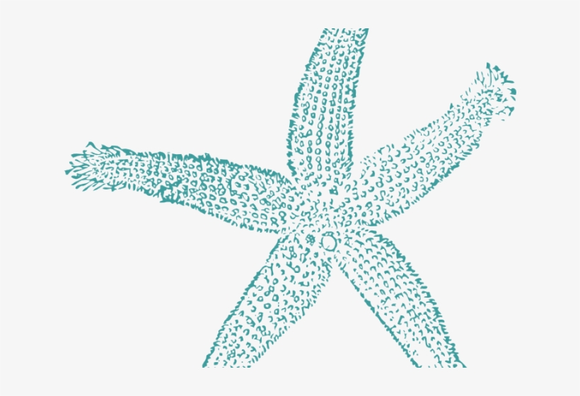 Starfish Clipart Teal - Fish Clip Art, transparent png download