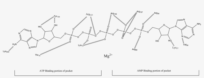 2d Structure Of The Enzyme Active Site - Diagram, transparent png download
