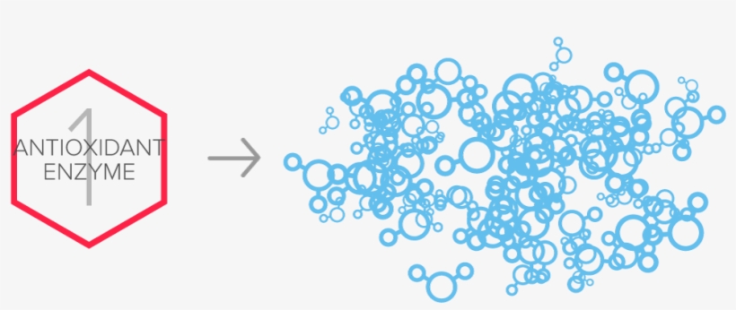 Antioxidant-enzyme - Antioxidant, transparent png download