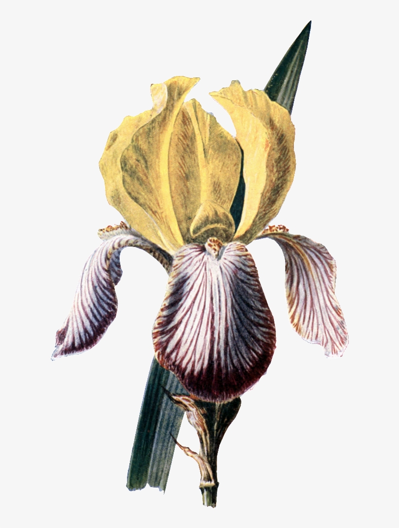 Este Diseño De Producto Es Beautiful Hd Gorgeous Vintage - Familiar Garden Flowers 1907 Iris Poster Print, transparent png download