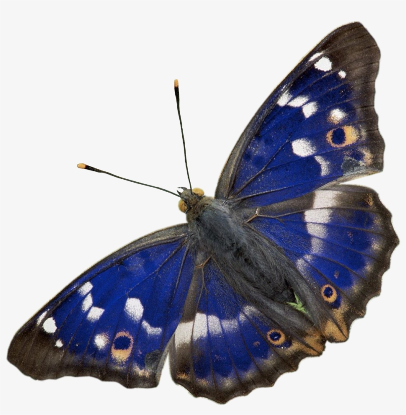 Liked Like Share - Purple Emperor Butterfly Png, transparent png download