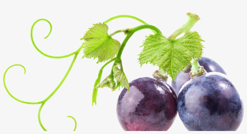 Videira - Ramo De Videira Png, transparent png download