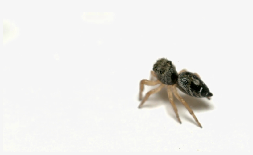 Jumping Spider Png Picture - Ant, transparent png download