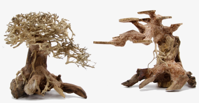 Bonsai Driftwood Canada - Canada, transparent png download