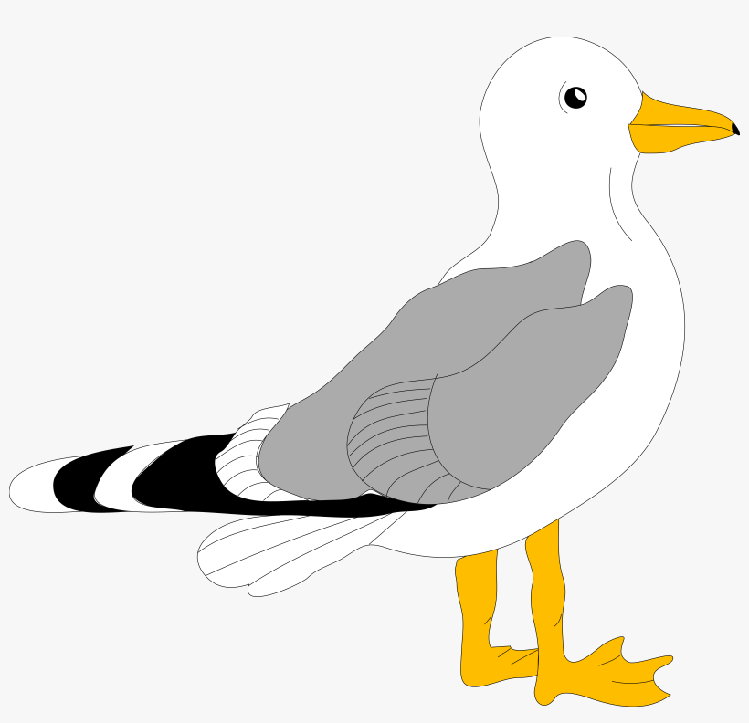 Bird Vector - Seagull Clipart, transparent png download
