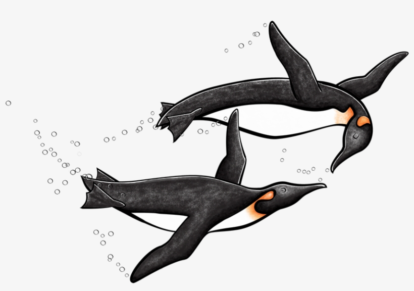 An Ever Adapting And Evolving Collection Of Bird Vector - Bird, transparent png download