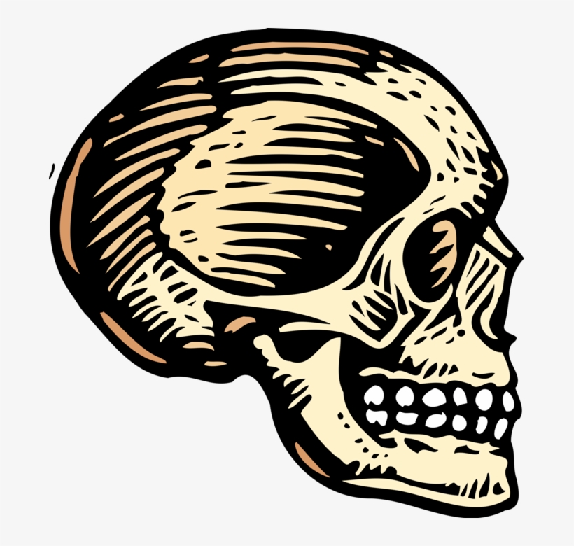 Vector Illustration Of Human Skull Head - Skull Cranium Mandible And Maxilla, transparent png download