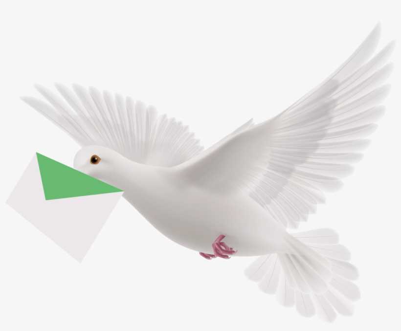 Homing Pigeon Flight Columbidae Bird Vector Pattern - Pigeon Png, transparent png download