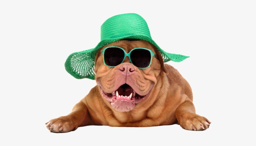 Slide - Dogs Wearing Sun Hats, transparent png download