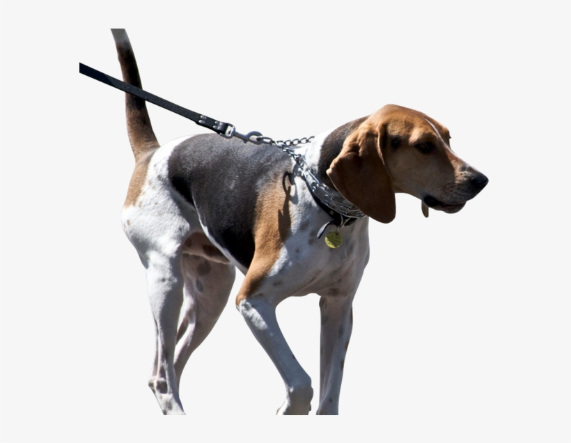 New Campaign Aims To Keep Beachgoers Out Of The Dog - Treeing Walker Coonhound, transparent png download