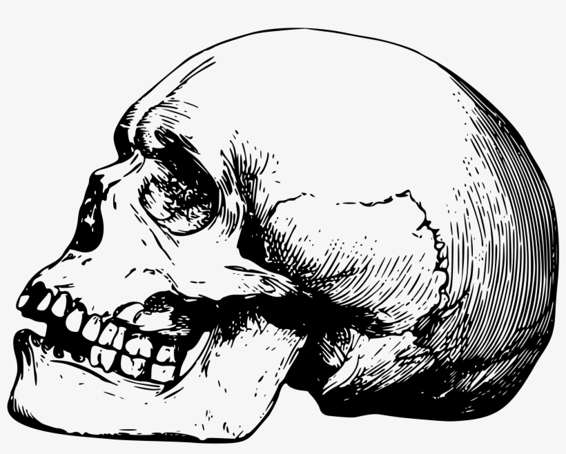 Collection Of Free Drawing Skeleton Skull Download - Skull Drawing Png, transparent png download