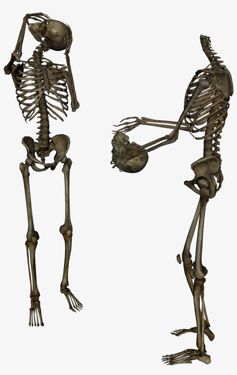 Free Icons Png - Skeleton, transparent png download