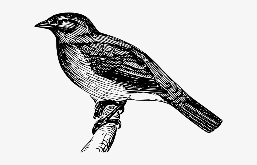 Mockingbird Clipart Hostted 2 Mockingbird Clipart - Bulbul Clipart, transparent png download