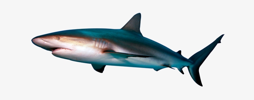 Shark Transparent - Shark Transparent Background, transparent png download