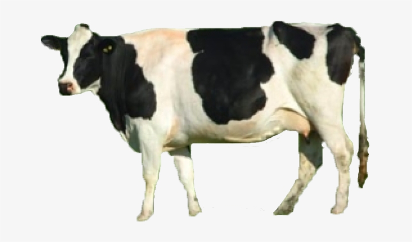 In De Bayer - Cows, transparent png download