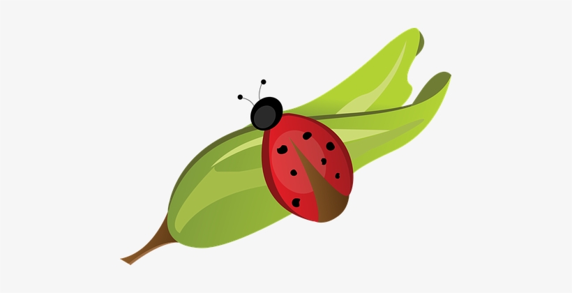 Ladybug Leaf Red Bug Dots Nature Green Sit - Joaninha Na Folha Png, transparent png download