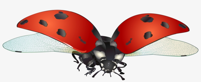 Clipart Neoteric Design Inspiration Ladybug Clipart - Ladybird Png, transparent png download