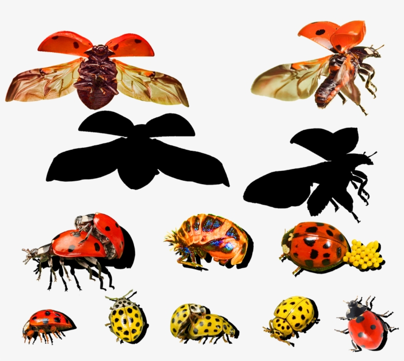 I Am Amazed At How Much Work There Is Still To Do On, transparent png download
