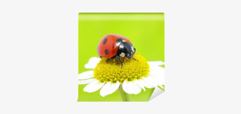 Seven-spot Ladybird, transparent png download