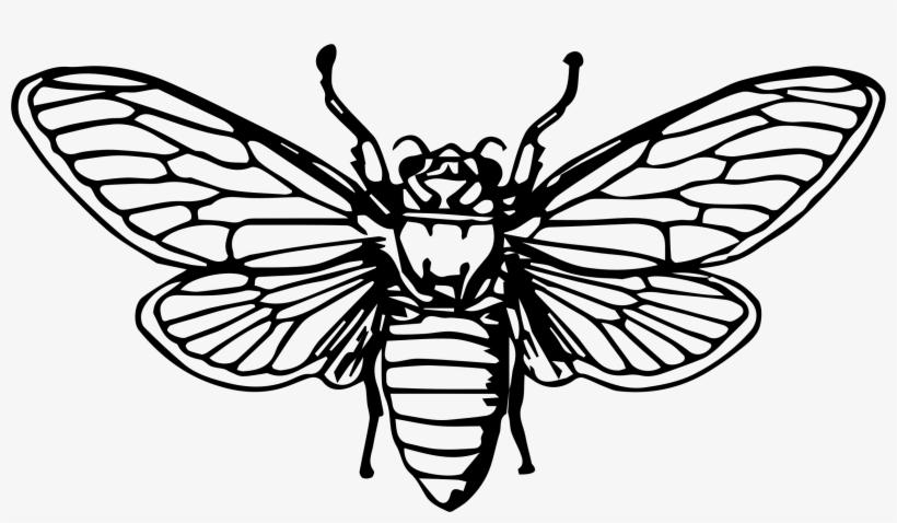 Banner Royalty Free Collection Of Free Cicada Download - Cicada Black And White, transparent png download