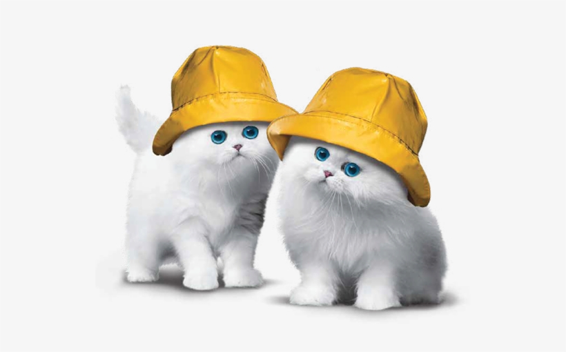 Atlanticphoto - Cat Grabs Treat, transparent png download